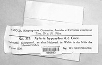 Xylaria hypoxylon image